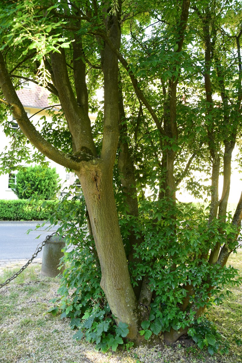 Laburnum × watereri 'Vossii' - Hofgeismar - Juni 2015