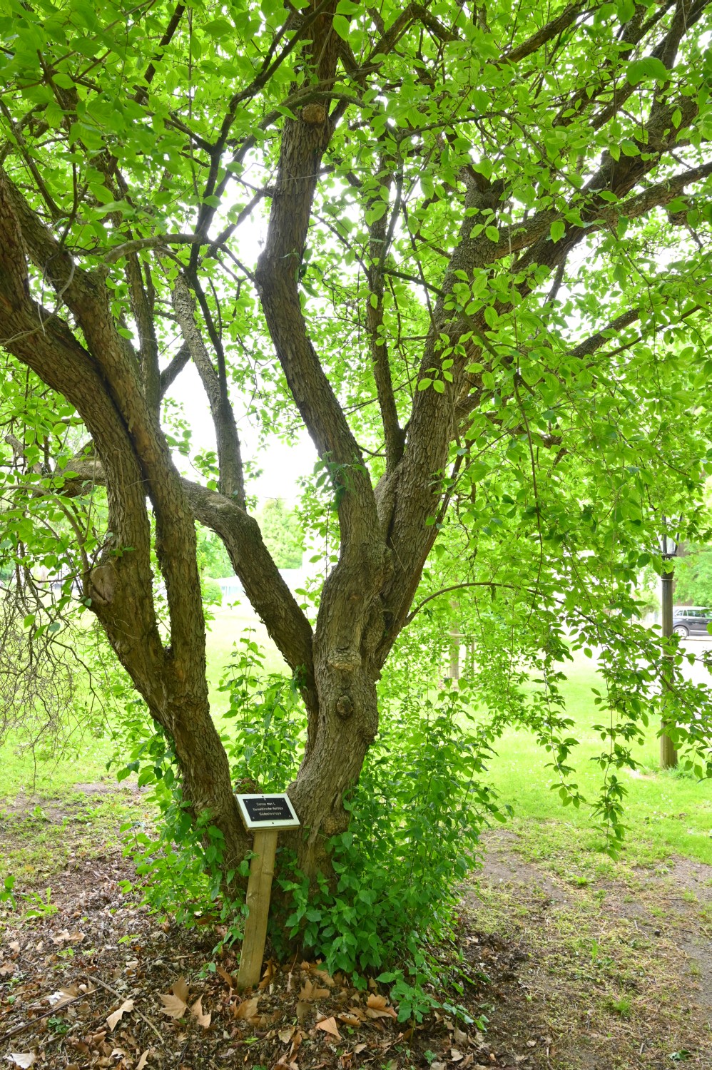 Cornus mas