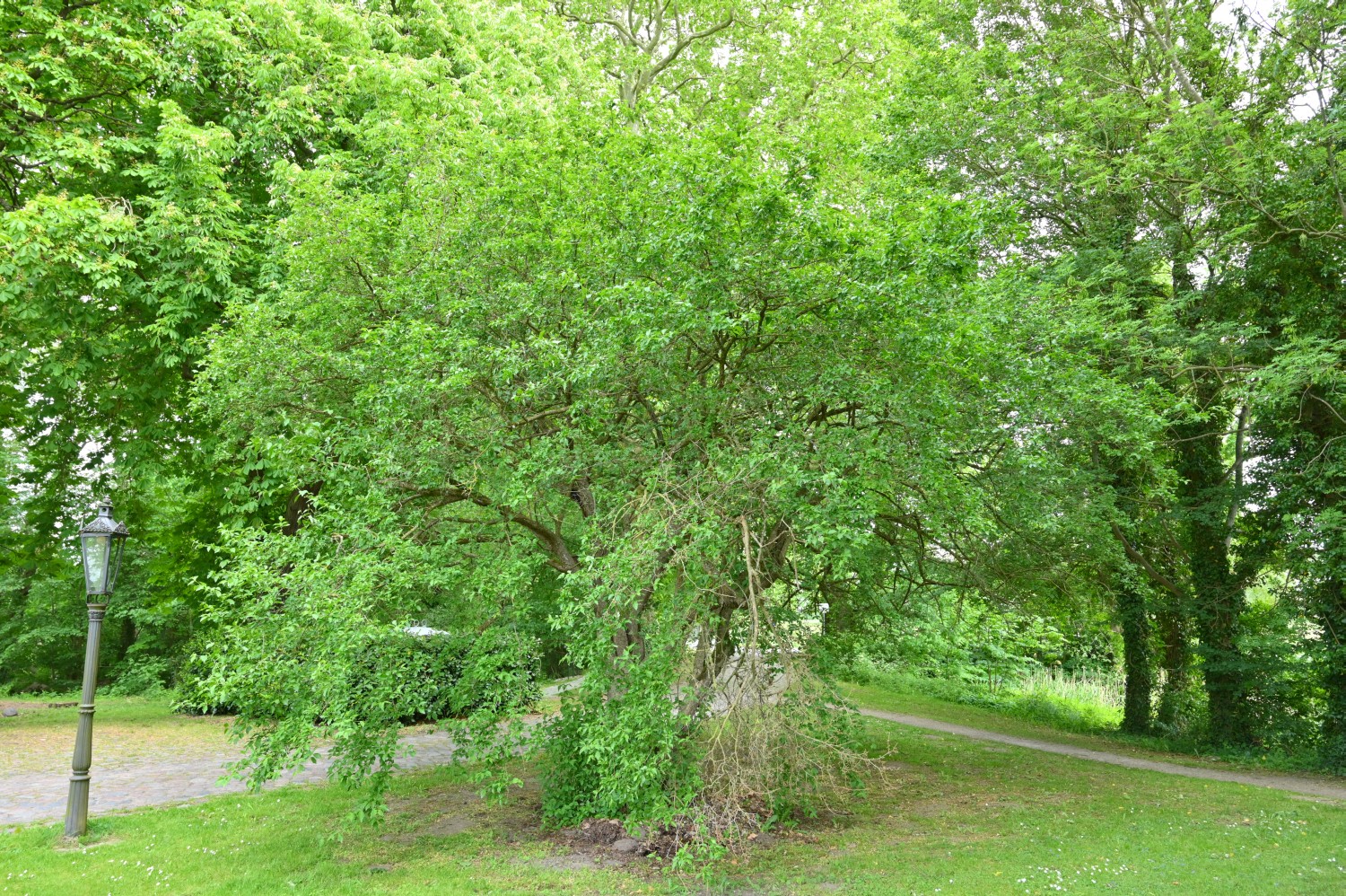 Cornus mas - Schorssow - 2022
