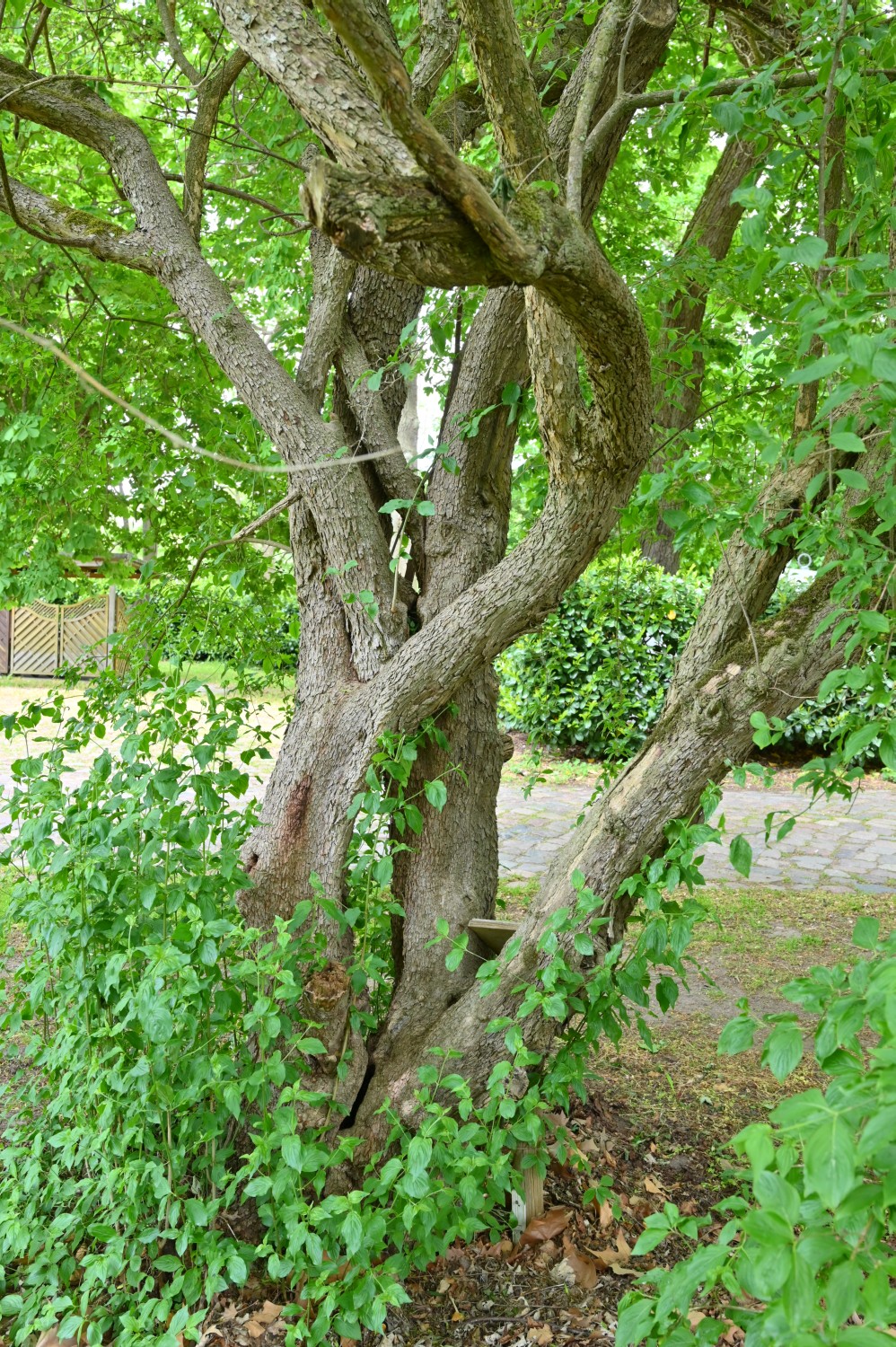 Cornus mas - Schorssow - 2022