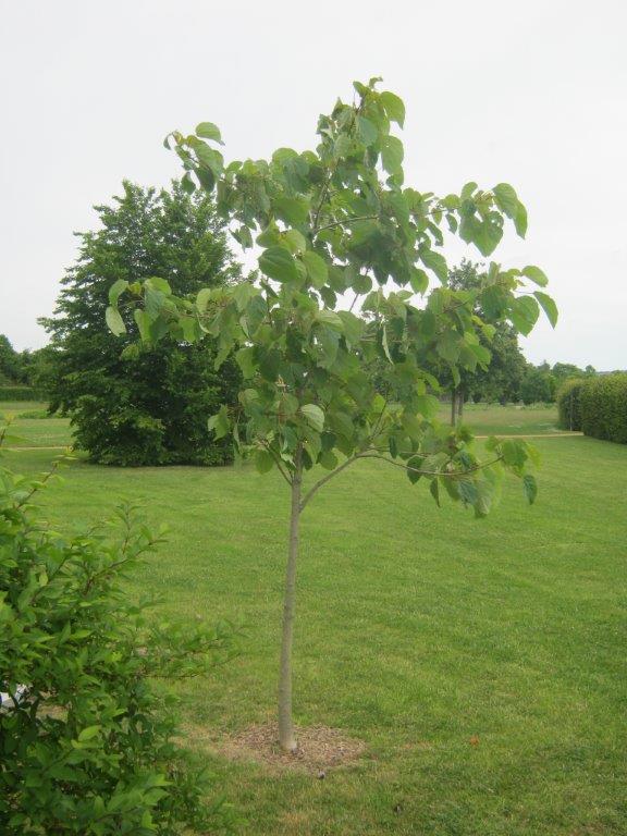 Idesia polycarpa