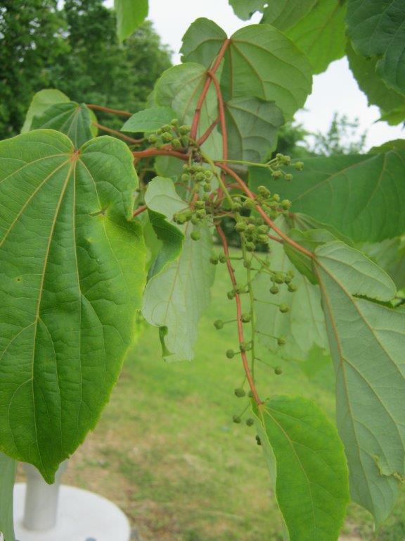 Idesia polycarpa - Gera - 2015