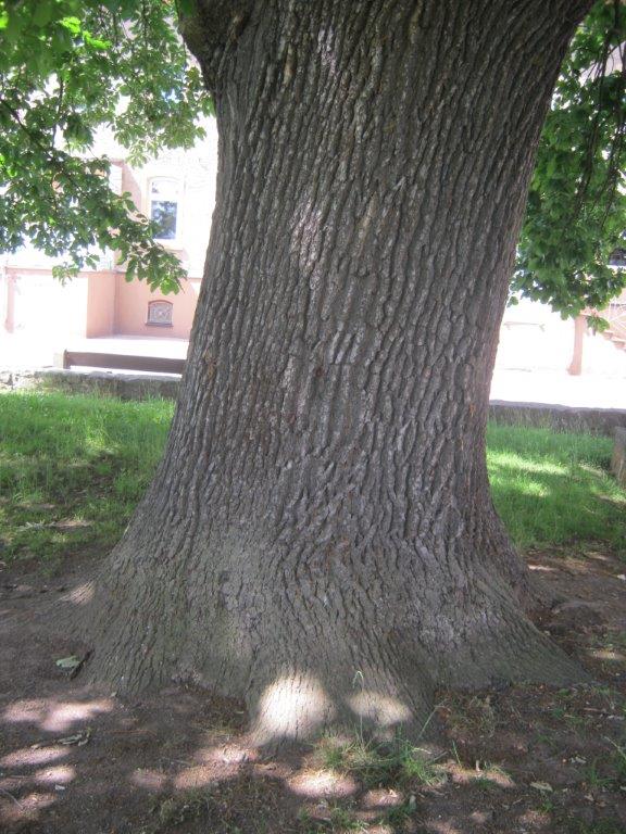 Quercus petraea - Crossen - 2015