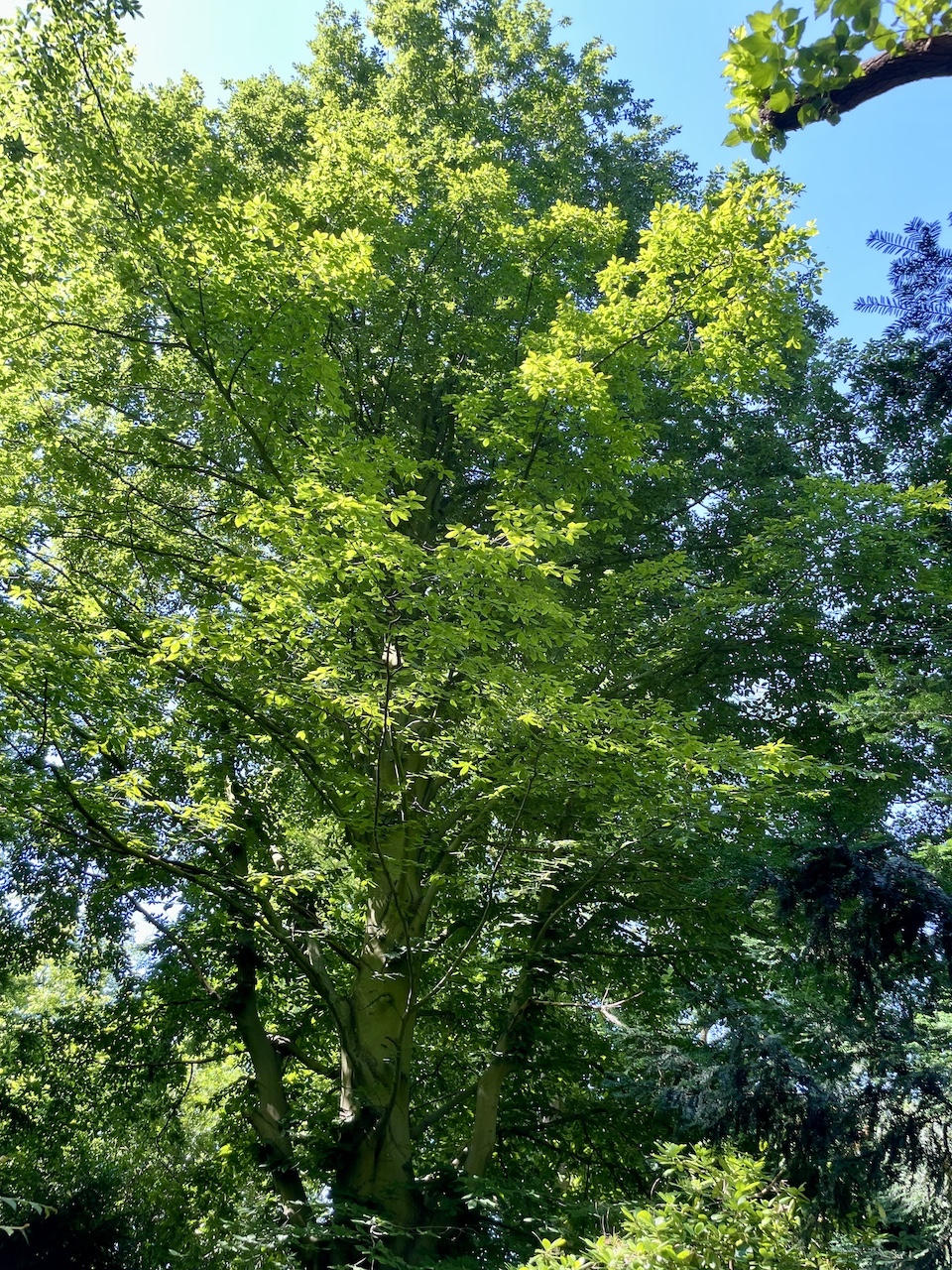 Fagus orientalis