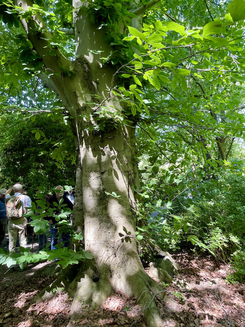 Fagus orientalis - Dortmund Hauptfriedhof - 09.06.2024