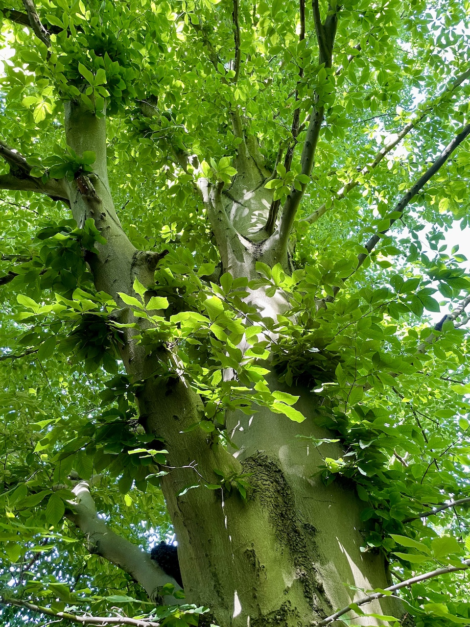 Fagus orientalis - Dortmund Hauptfriedhof - 09.06.2024