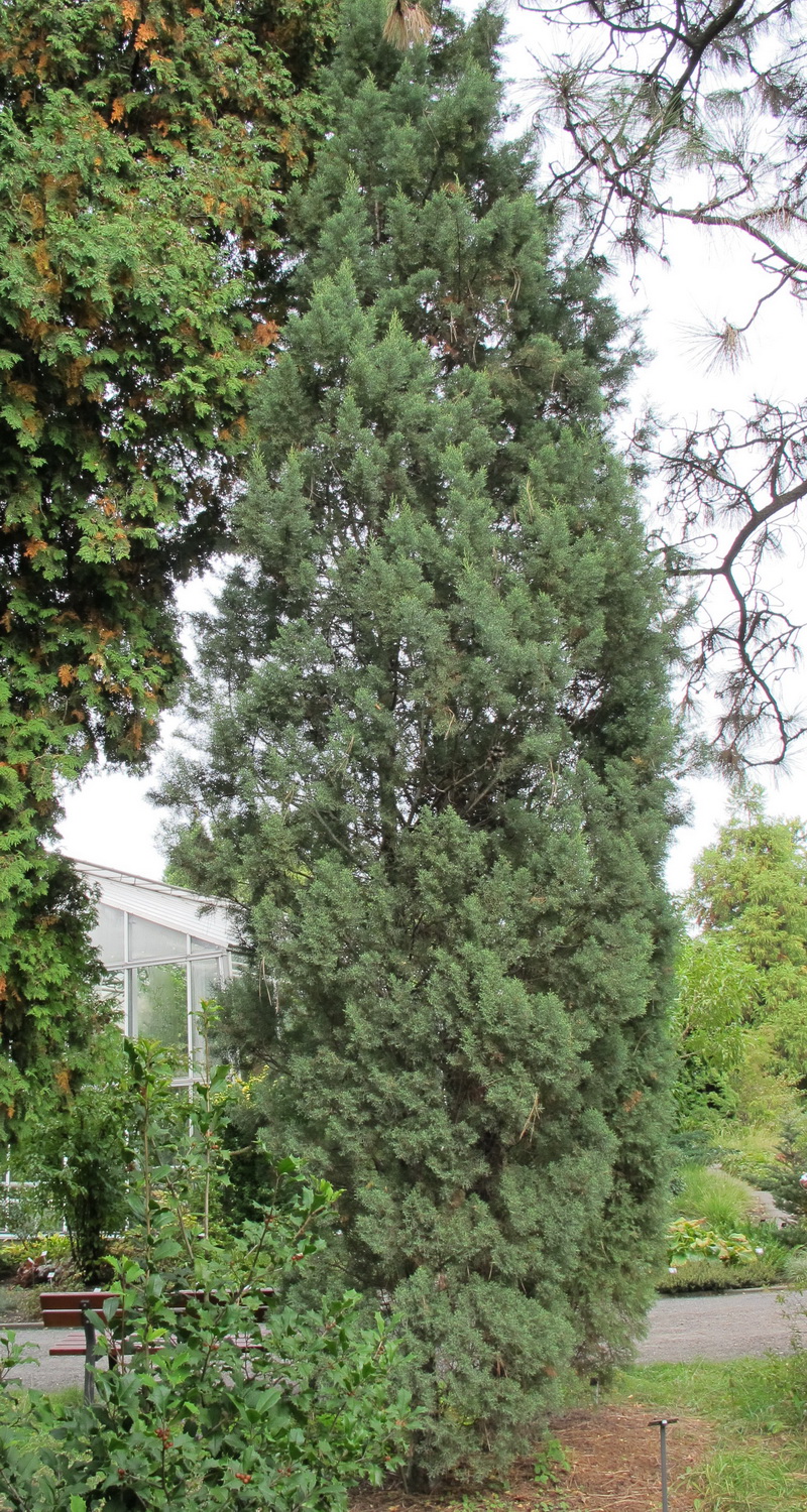 Cupressus arizonica var. glabra - Dresden Botanischer Garten - Oktober 2012