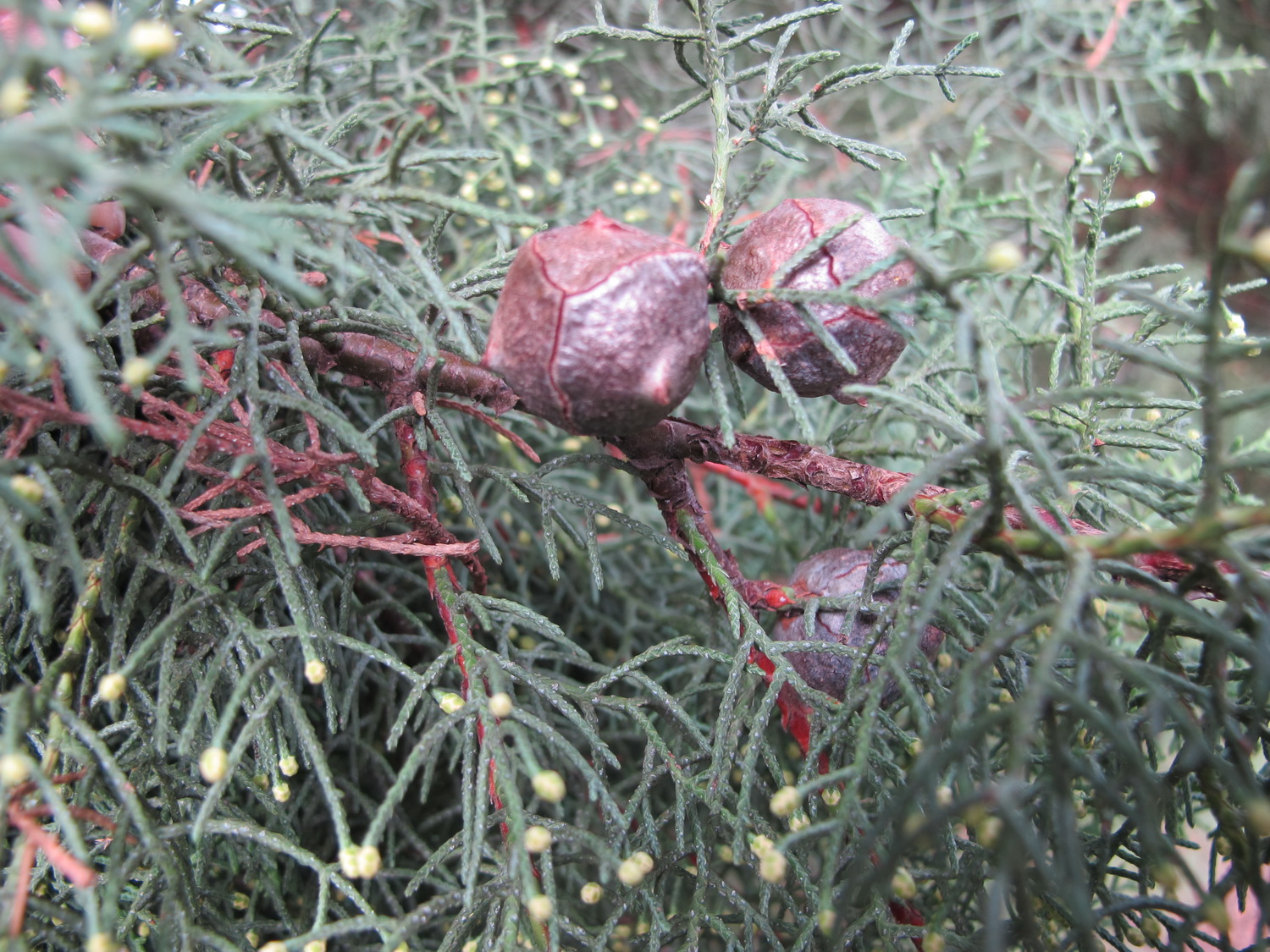 Cupressus arizonica var. glabra - Dresden Botanischer Garten - Oktober 2012