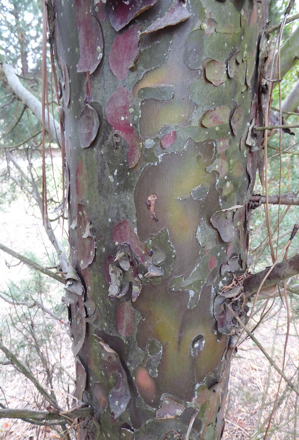 Cupressus arizonica var. glabra - Dresden Botanischer Garten -Februar .2023