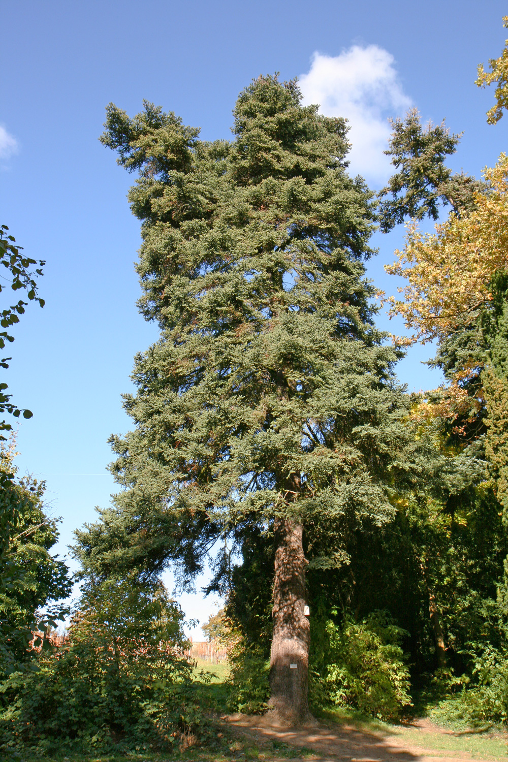 Abies pinsapo