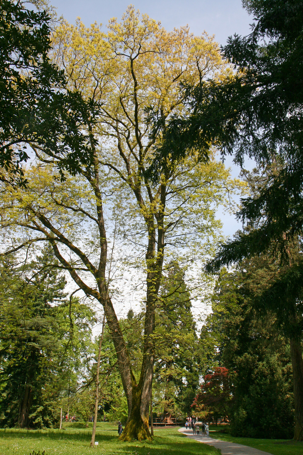 Quercus rubra
