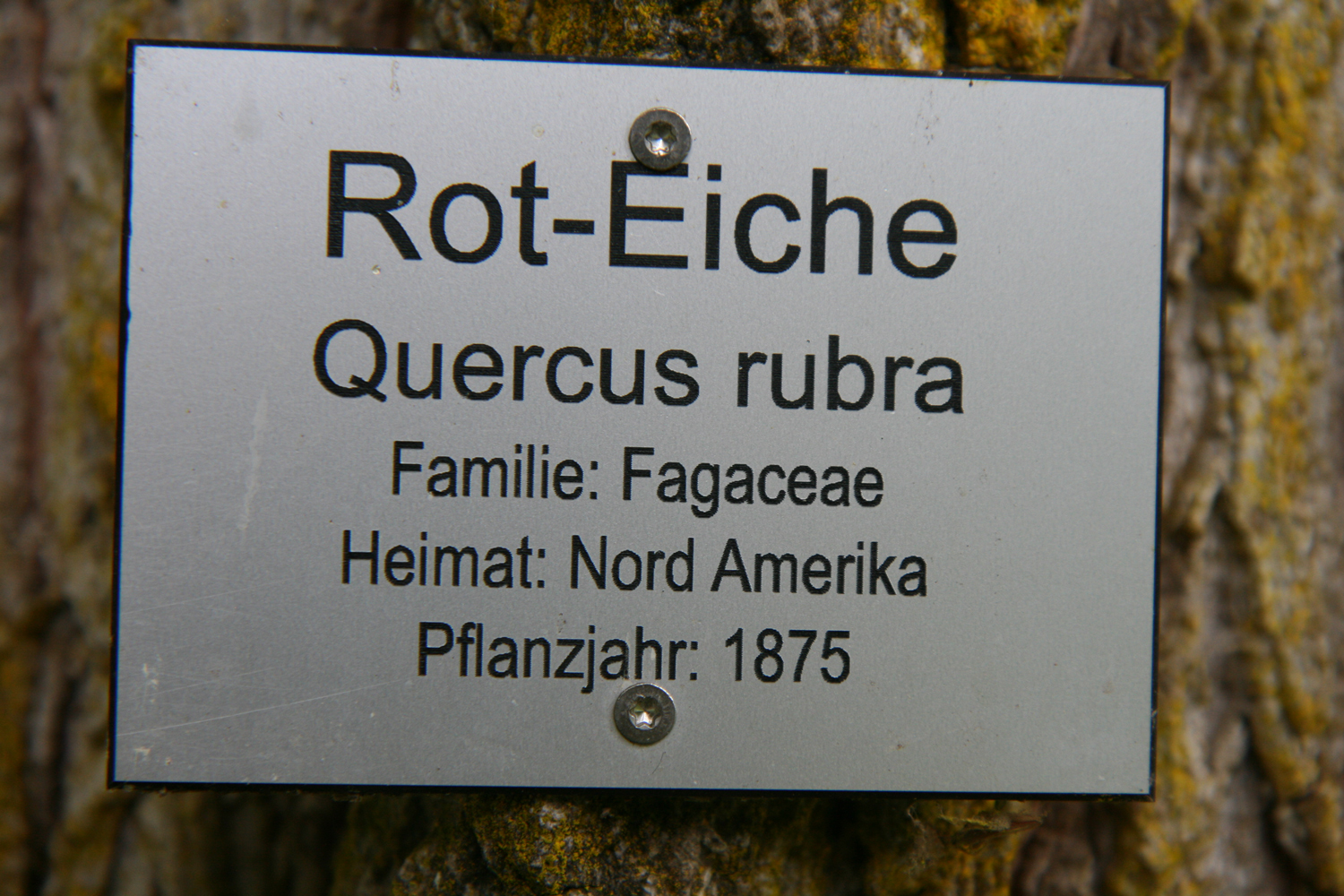 Quercus rubra - Insel Mainau - Mai 2024