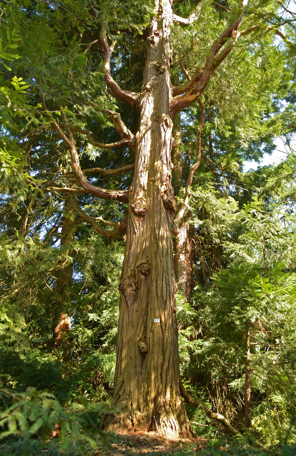 Calocedrus decurrens