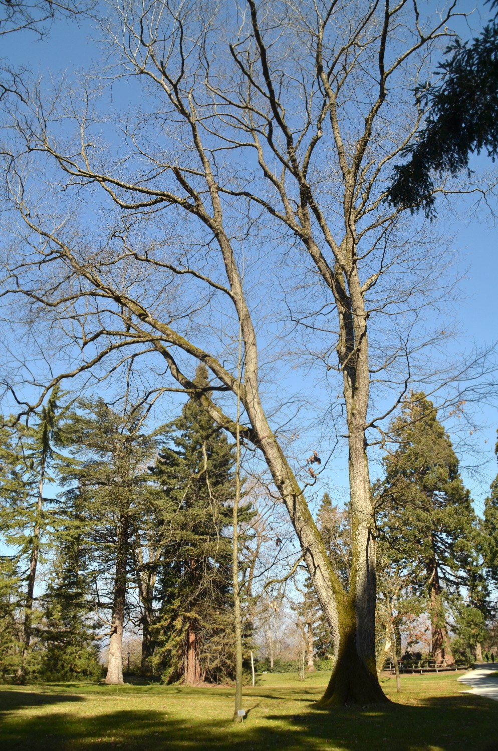 Quercus rubra
