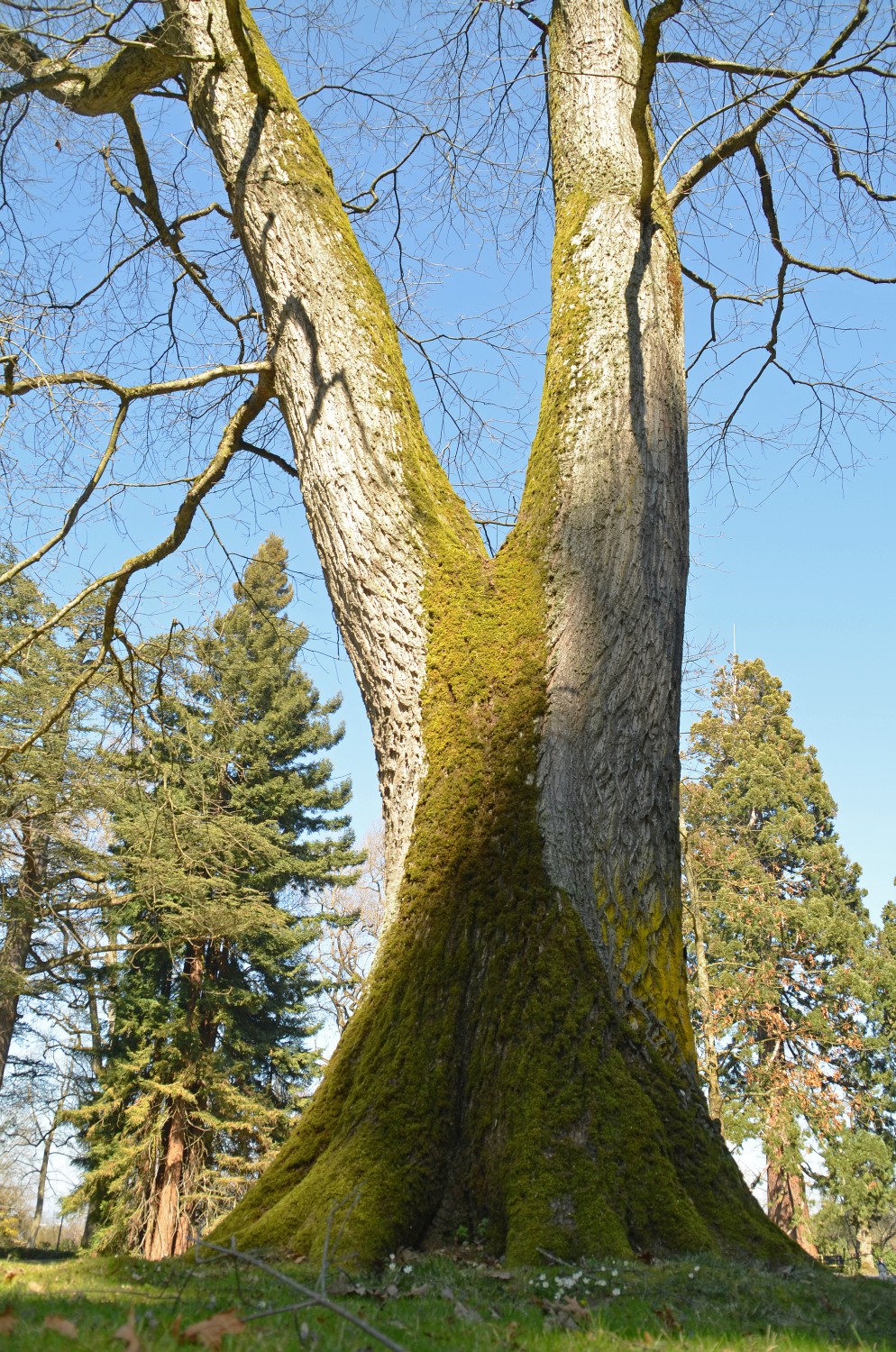 Quercus rubra - Mainau - 2022