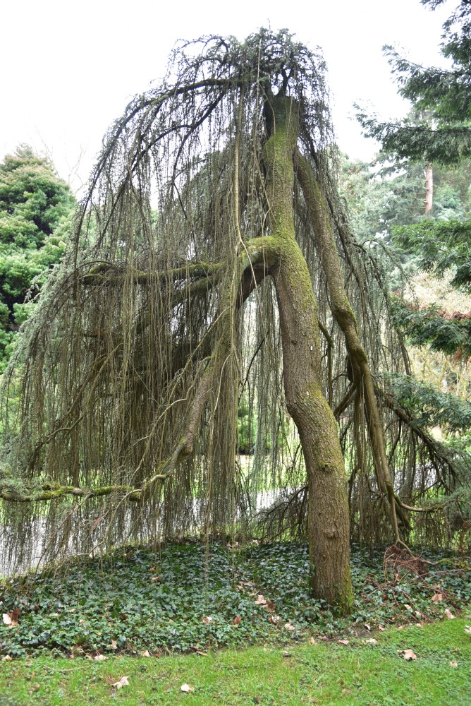'Glauca Pendula' atlantica Cedrus