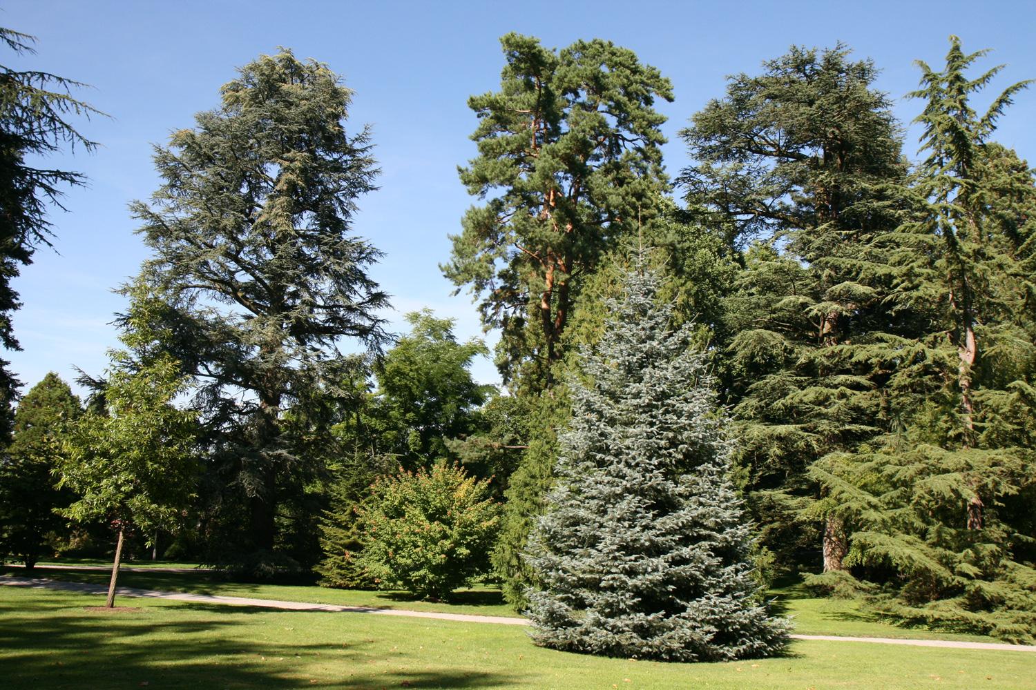 'Leuteneggeri' Abies grandis × concolor