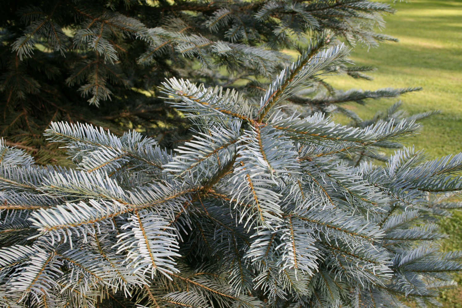 Abies grandis × concolor 'Leuteneggeri' - Insel Mainau - Aug. 2008