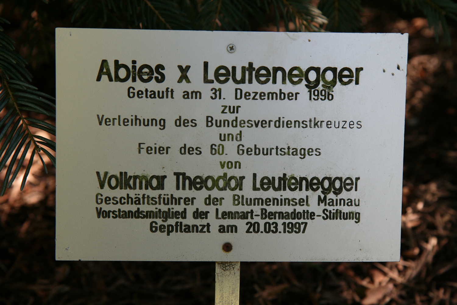 Abies grandis × concolor 'Leuteneggeri' - Insel Mainau - Aug. 2012