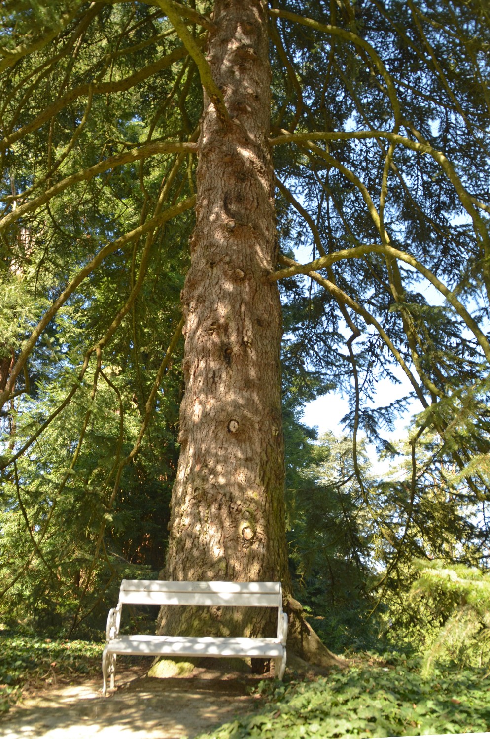 Abies cephalonica