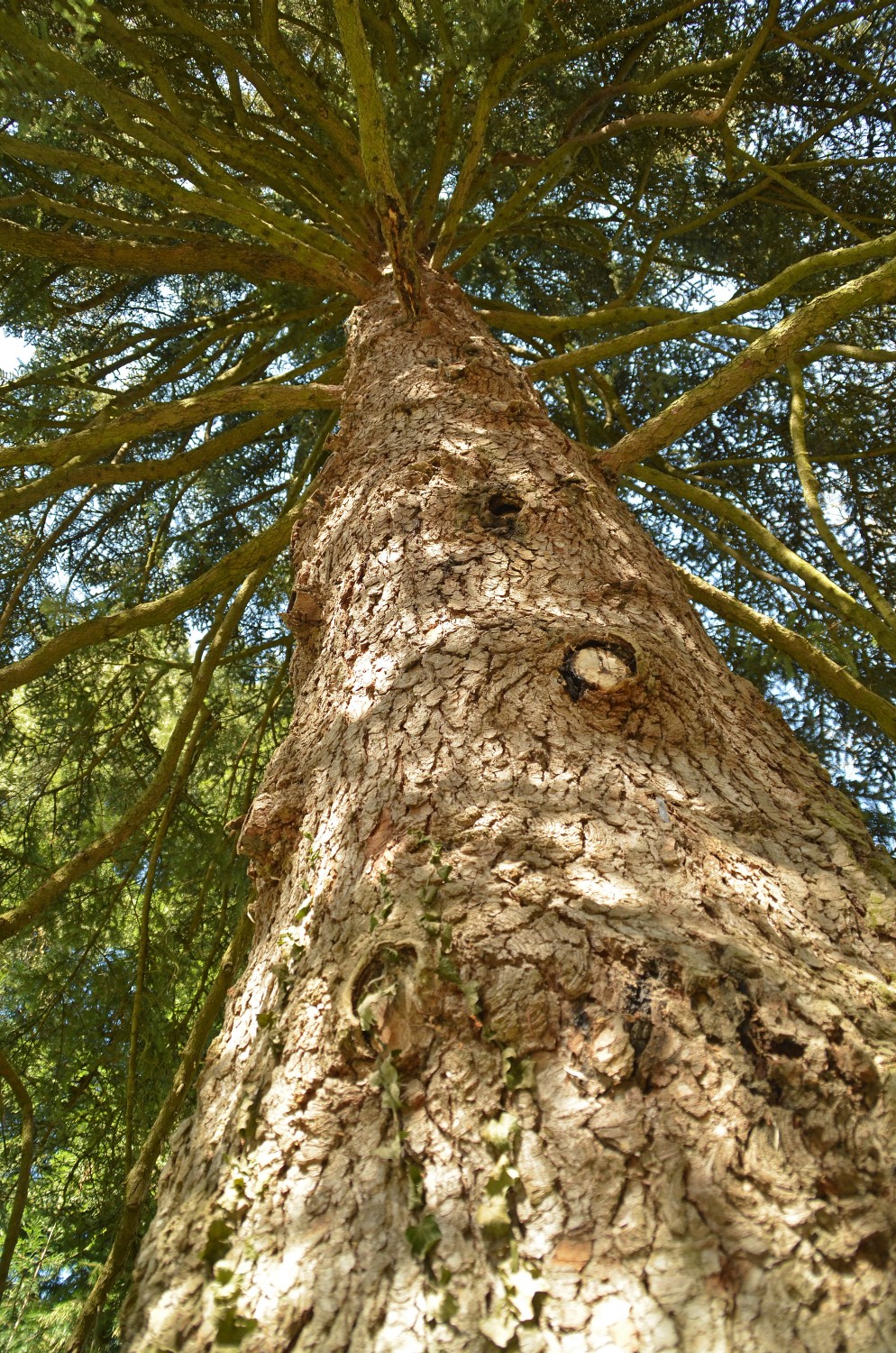 Abies cephalonica - Mainau - 2022