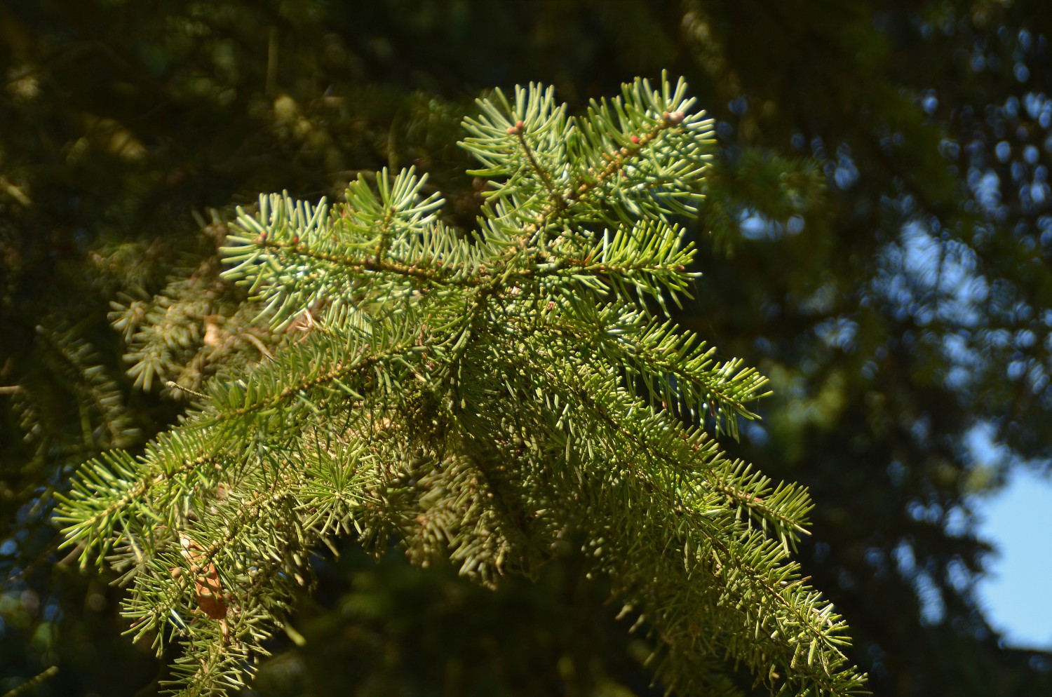 Abies cephalonica - Mainau - 2022