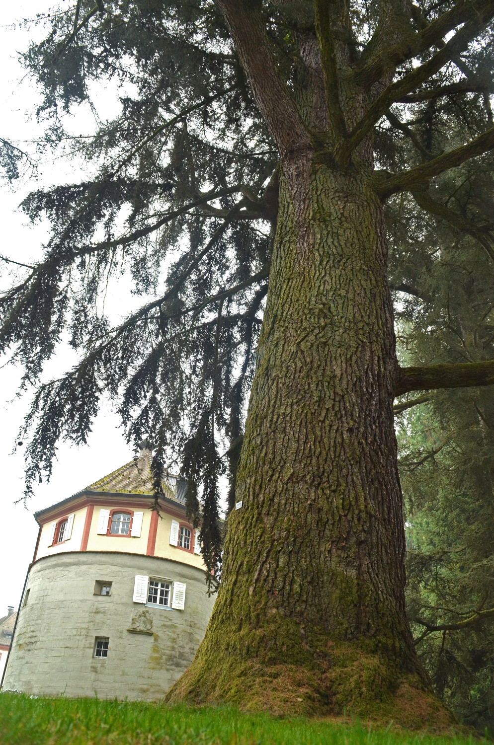 atlantica Cedrus