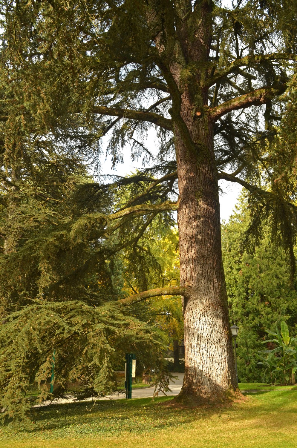 Cedrus atlantica - Mainau - 2021