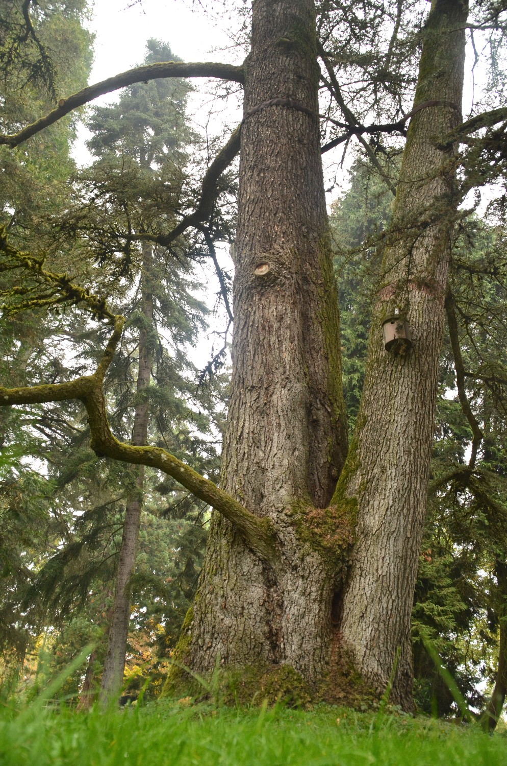 atlantica Cedrus