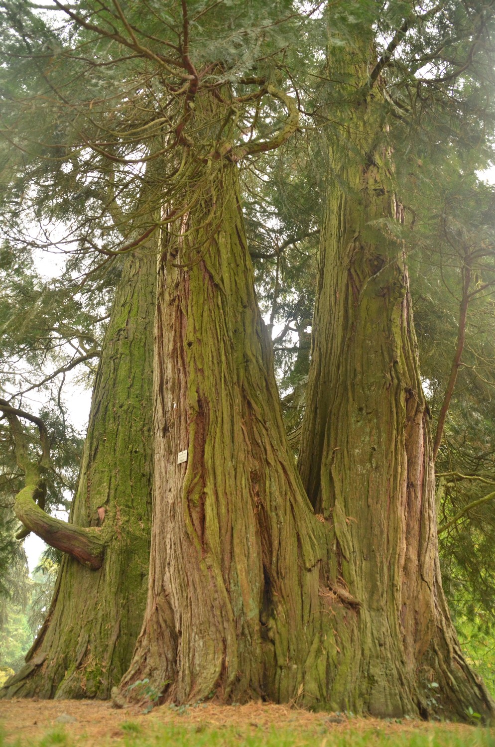 Cedrus atlantica - Mainau - 2021