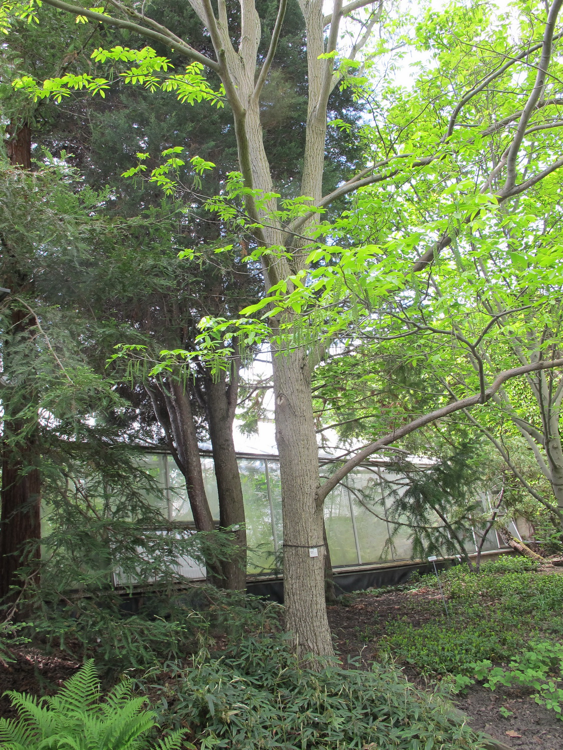 Cyclocarya paliurus - Dresden Botanischer Garten - Mai 2013