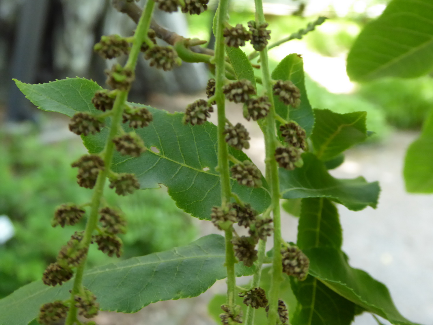 Cyclocarya paliurus - Dresden Botanischer Garten - Juni 2015