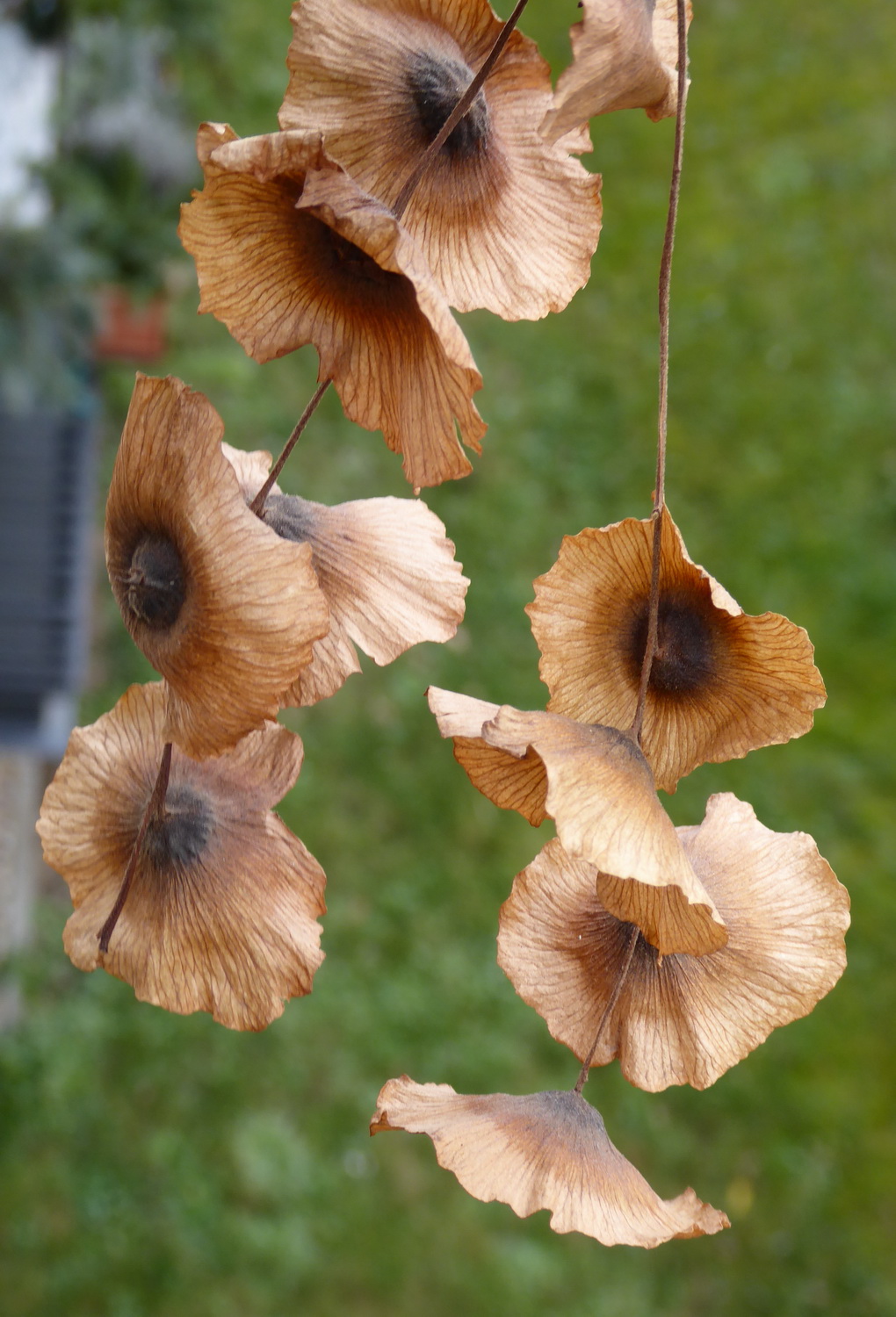 Cyclocarya paliurus - Dresden Botanischer Garten - Januar 2023