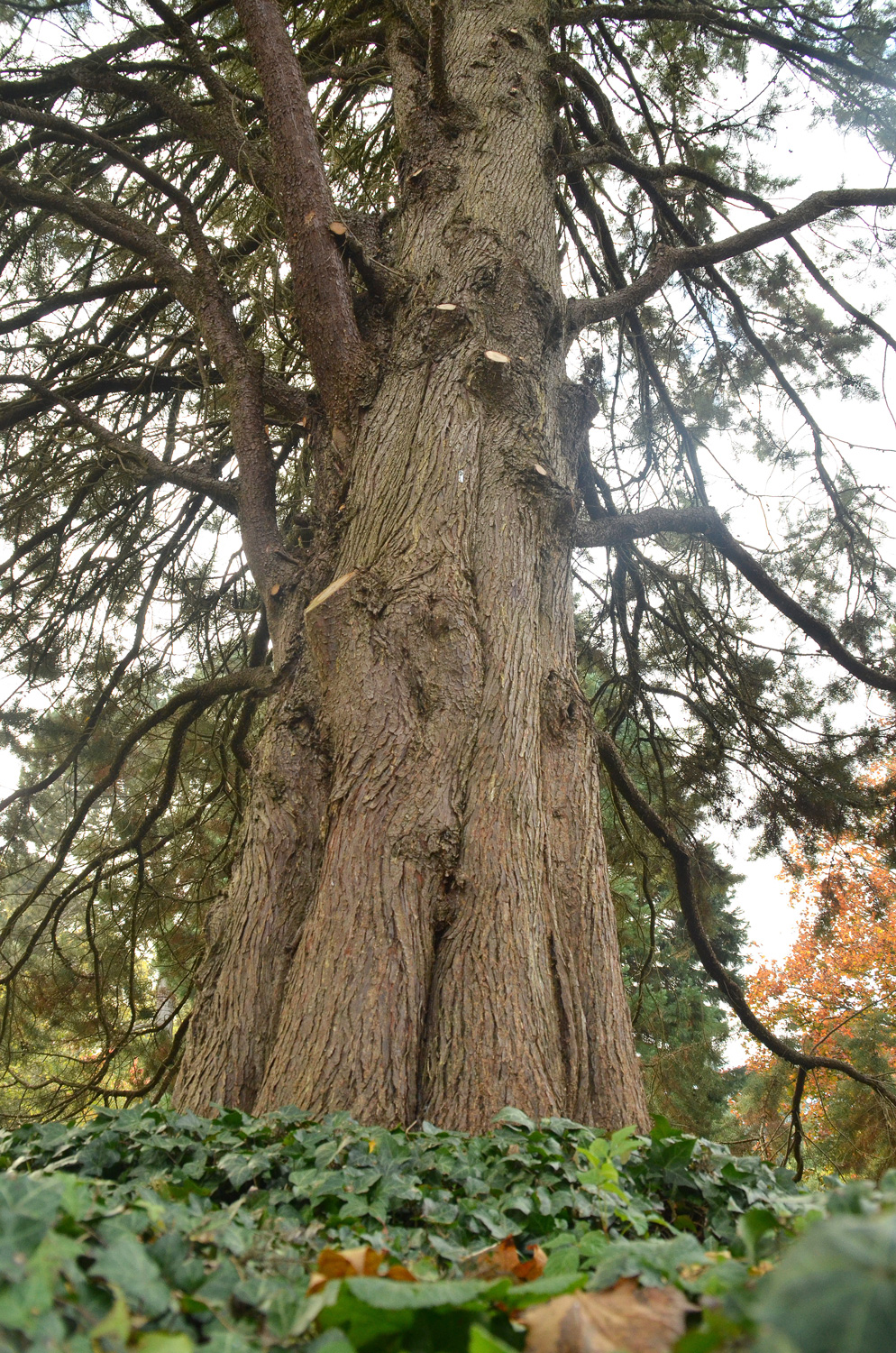 Cupressus arizonica 'Glauca' - Mainau - Okt. 2021