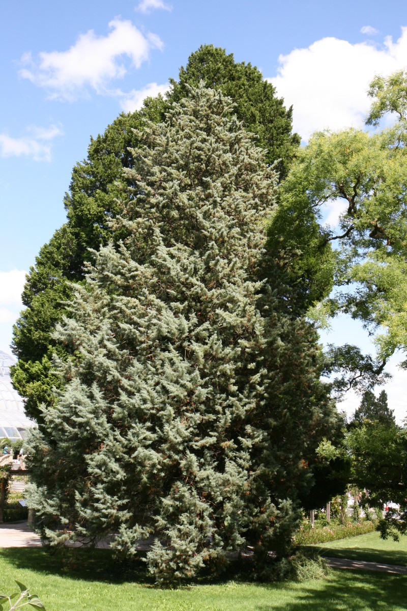 'Glauca' arizonica Cupressus