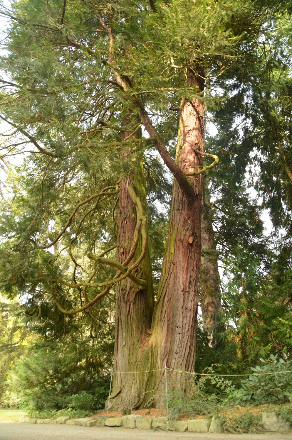 Calocedrus deccurens - Mainau - 2021