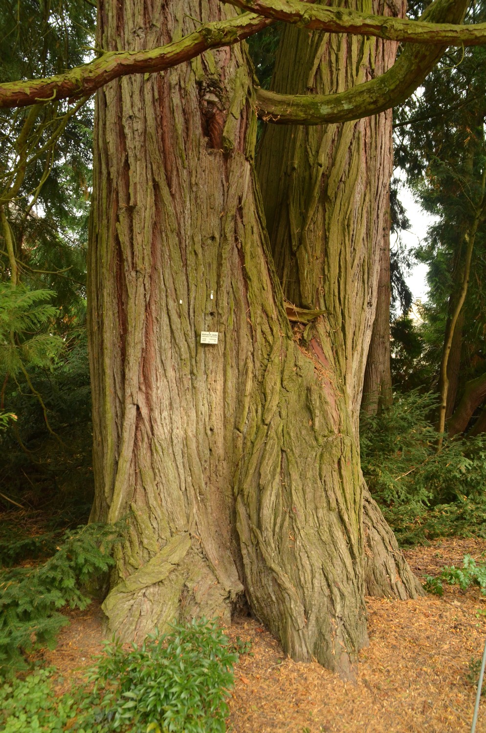 Calocedrus deccurens - Mainau - 2021