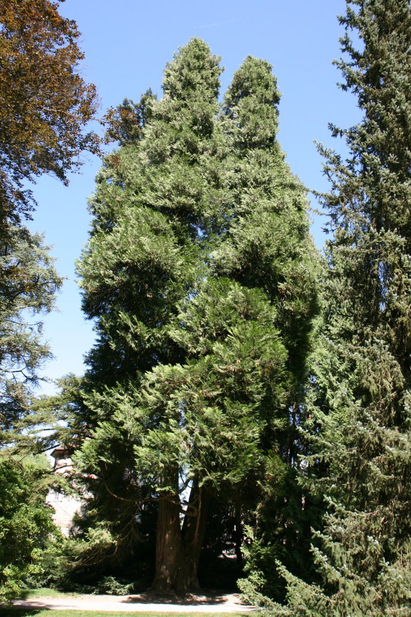 Calocedrus decurrens