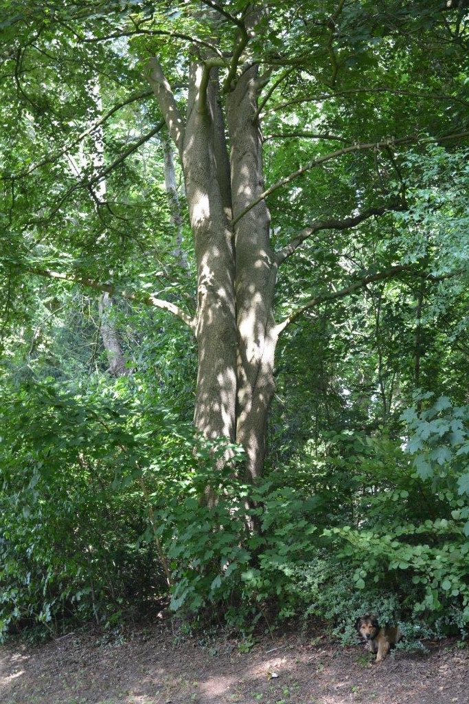 Acer macrophyllum - Aachen - 2015