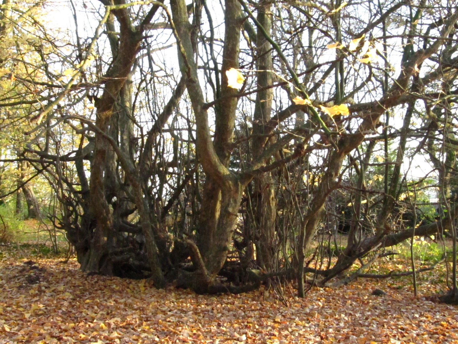 Parrotia persica - Aachen - November 2025