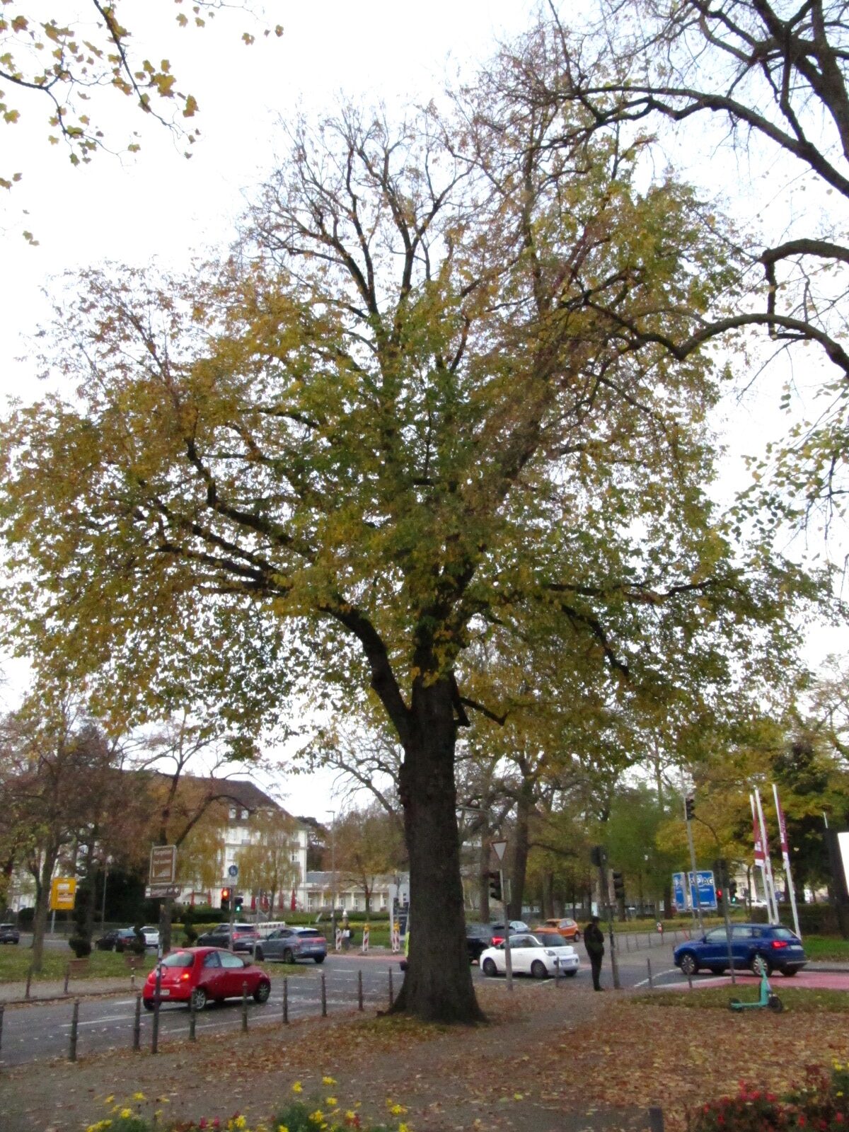 Ulmus minor - Monheimsallee Aachen - Nov. 2025