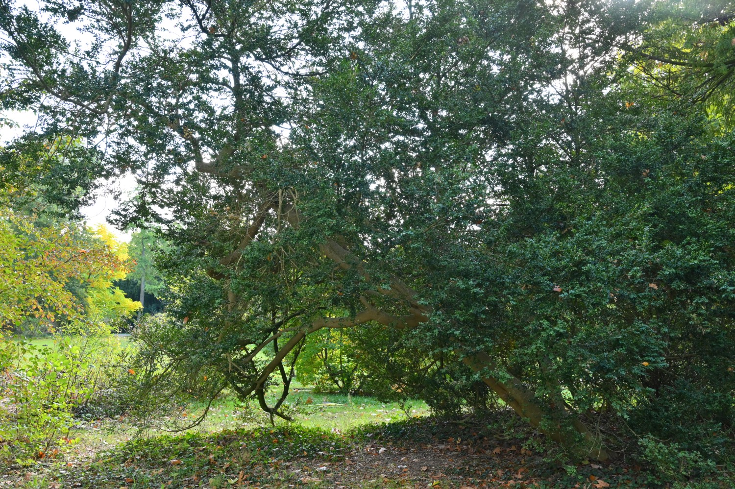 Buxus sempervirens