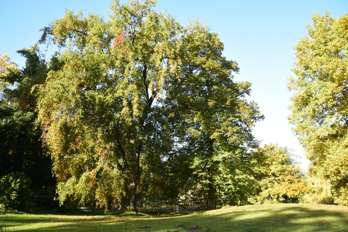'Pendula' Quercus robur