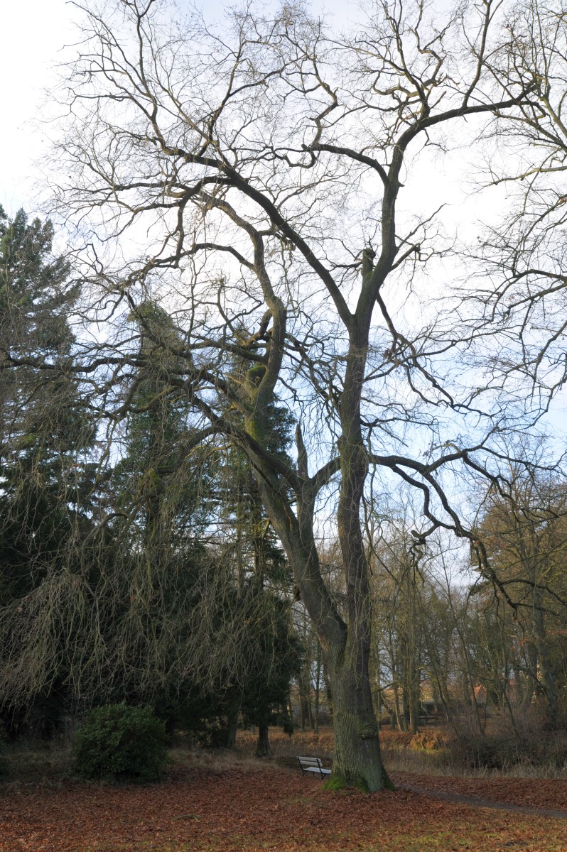 Quercus robur 'Pendula' - Tangerhütte - Juni 2015