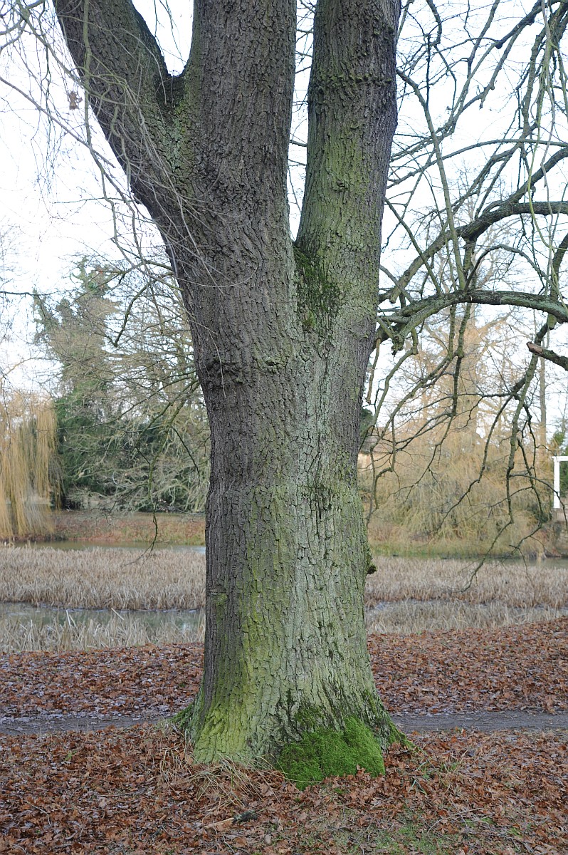 Quercus robur 'Pendula' - Tangerhütte - Juni 2015
