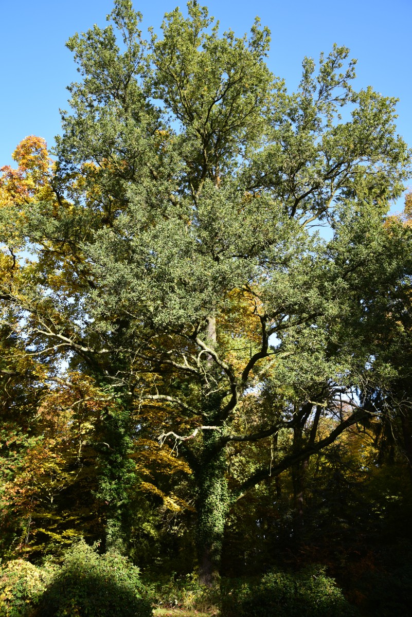 'Heterophylla' Quercus robur