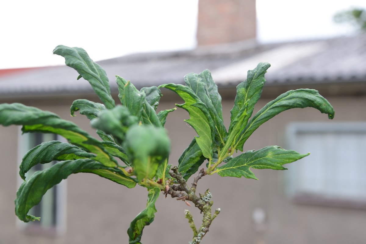 Quercus robur 'Heterophylla' - Tangerhütte - Juni 2015