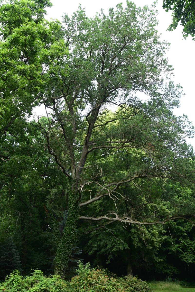 Quercus robur 'Heterophylla' - Tangerhütte - Juni 2015
