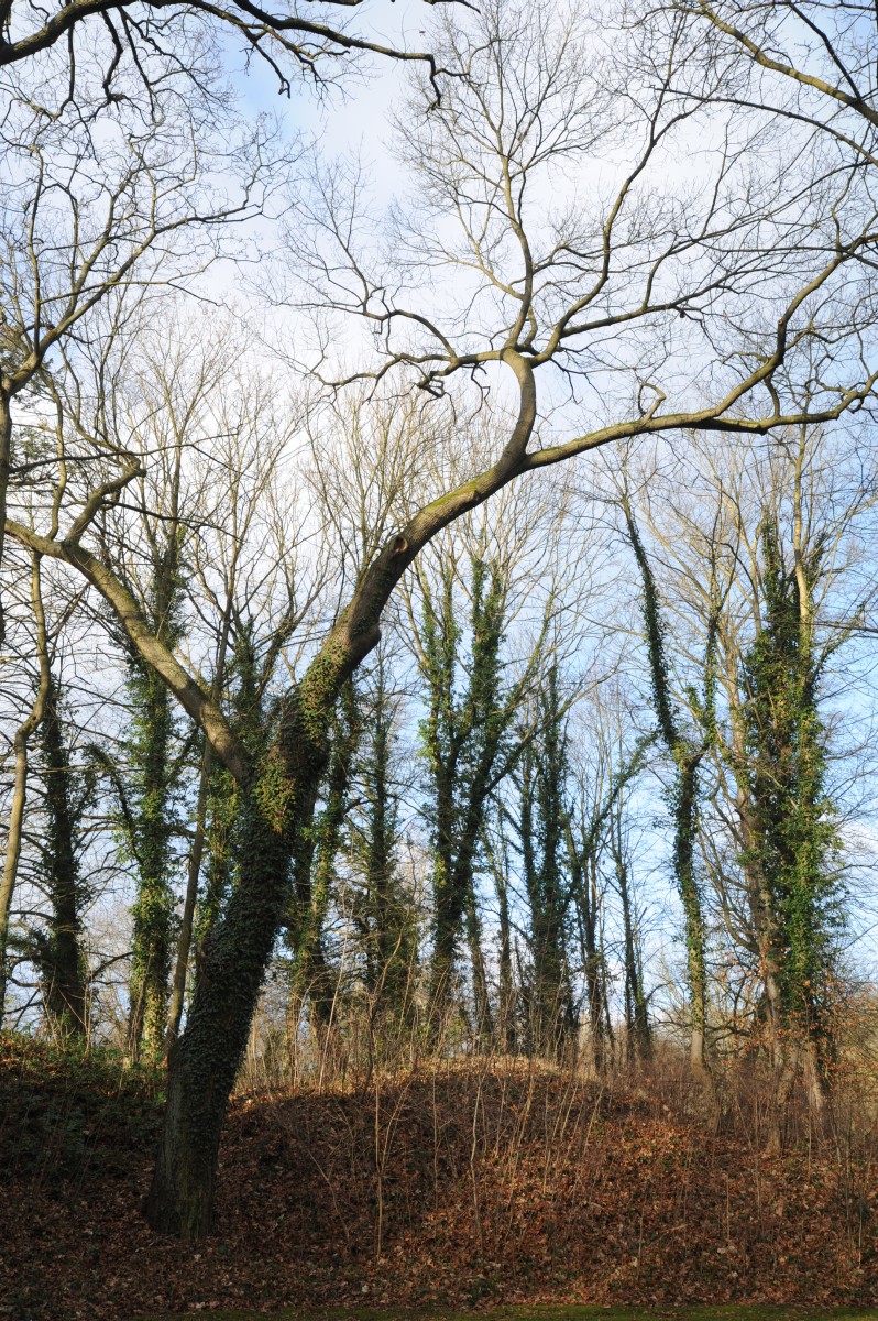 Quercus velutina