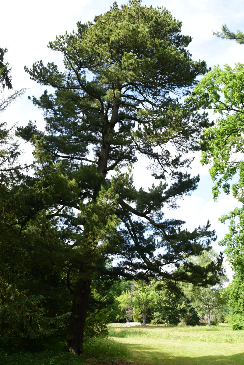 peuce Pinus
